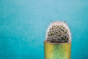 清新小盆栽仙人掌植物摄影图片